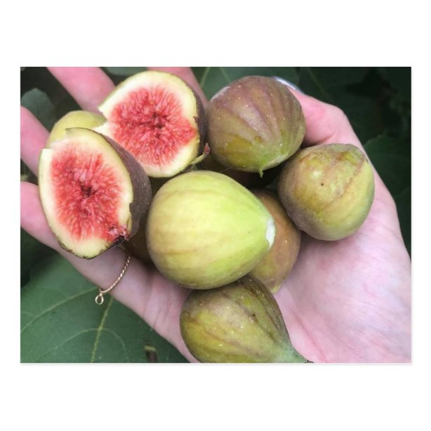 Fig Gifts on Zazzle