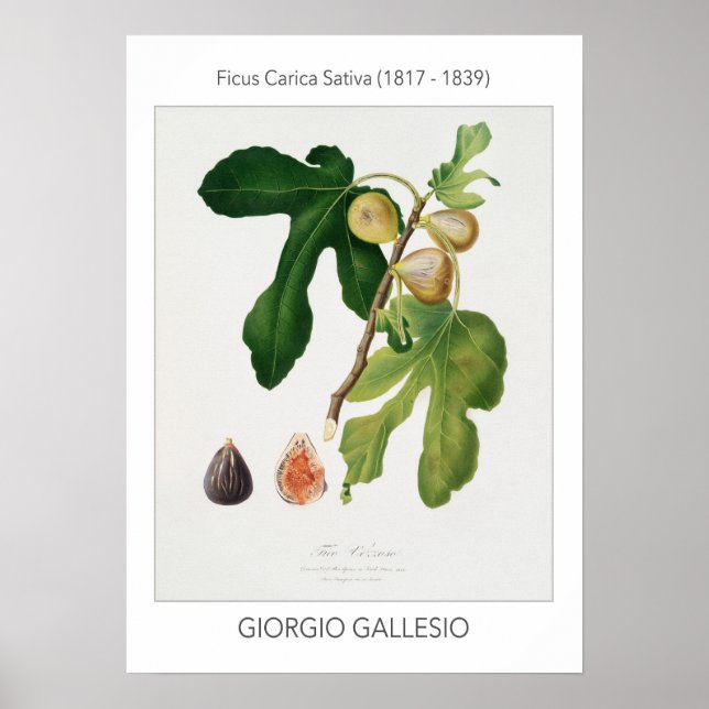 Figs, Vintage Botanical Illustration Poster (Front)