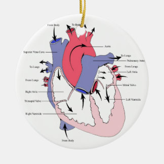 Figure 2. Normal Heart Function.jpg Ceramic Ornament