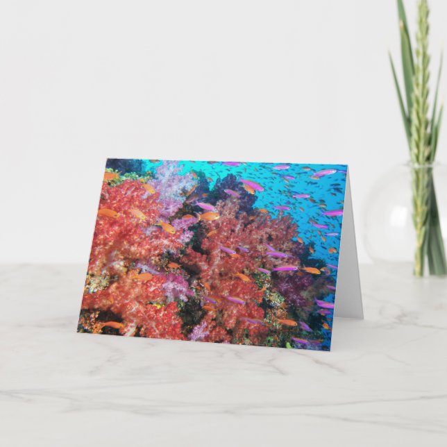 Fiji Color Splash Card (Front)