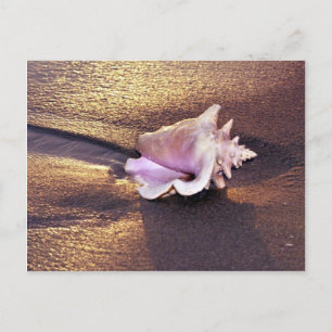 Fiji Islands, there are still shells like this on Postcard