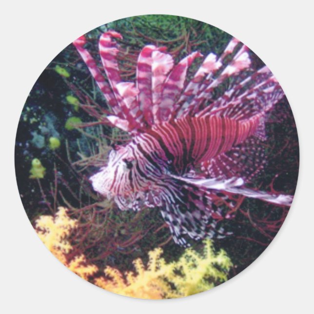 Fiji Lion Classic Round Sticker (Front)