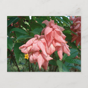 Fiji Pink and Yellow Flower Postcard