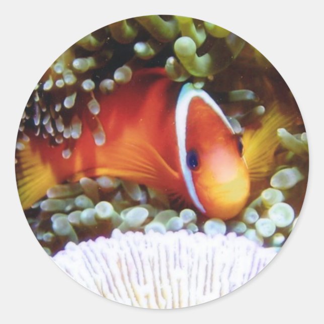 Fiji Tomato Clown Classic Round Sticker (Front)