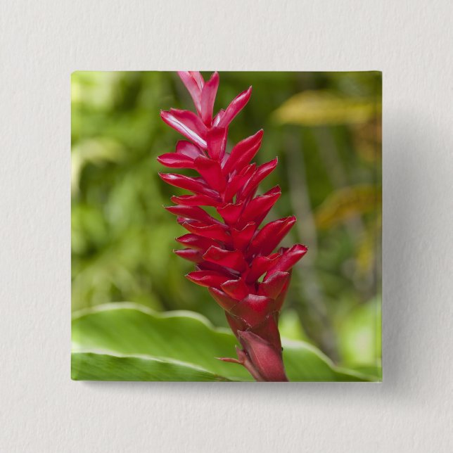 Fiji, Viti Levu Island. Flower. Button (Front)