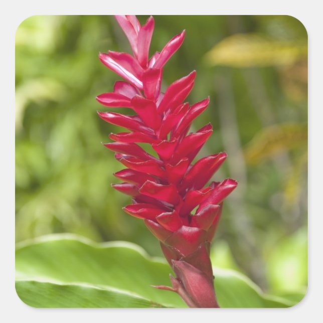 Fiji, Viti Levu Island. Flower. Square Sticker (Front)