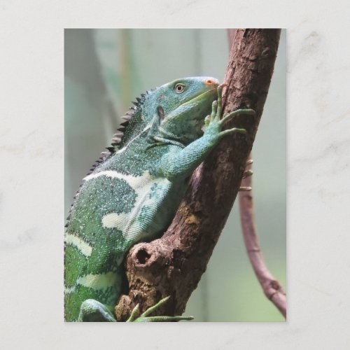 Fijian Crested Iguana Postcard