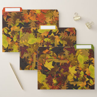 File Folders - Autumn Leaves