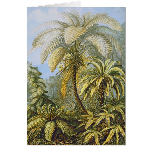Filicinae (Ferns), Ernst Haeckel Fine Art Cards (Front)