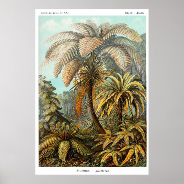 Filicinae (Tree fern) Poster (Front)