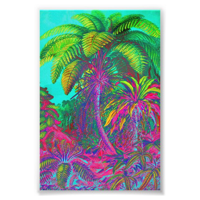 Filicinae Trees and Ferns Photo Print (Front)