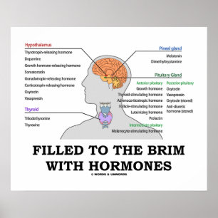 Filled To The Brim With Hormones Endocrine Humor Poster