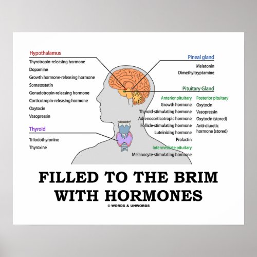 Filled To The Brim With Hormones Endocrine Humor Poster