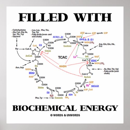 Filled With Biochemical Energy Krebs Cycle Poster