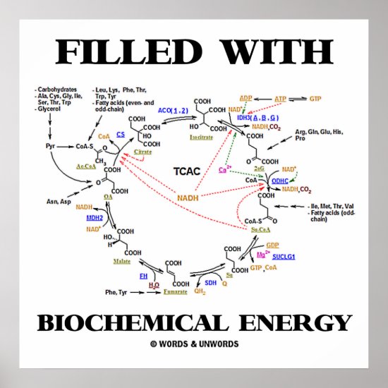 Filled With Biochemical Energy (Krebs Cycle) Poster