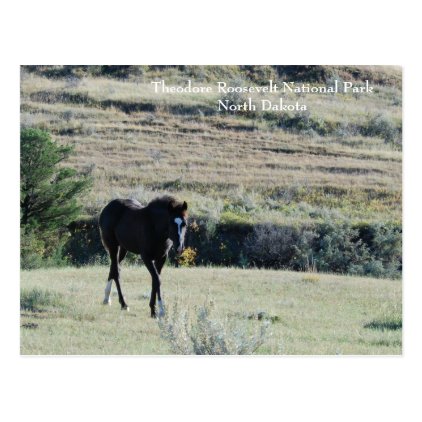 Filly at Theodore Roosevelt National Park Postcard