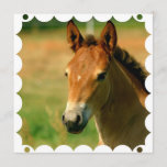 Filly Horse Invitation