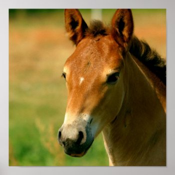 Filly Horse Print by HorseStall at Zazzle