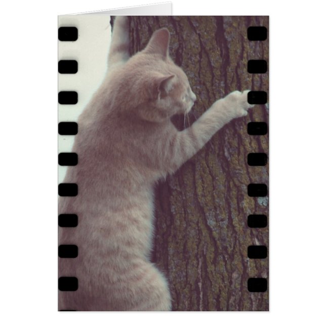 Film Rascal Cards (Front)