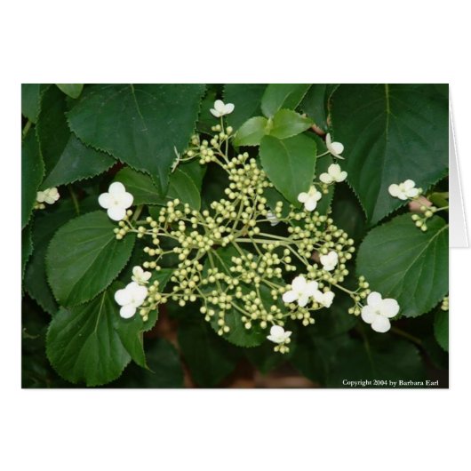 Filoli flowers1 cards (Front Horizontal)