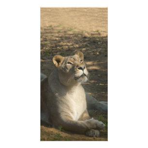 Fimale Lion Photo Card