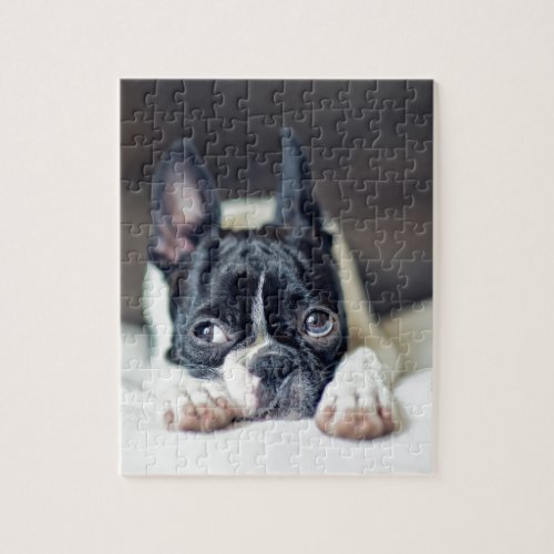 Fina the Boston Terrier Jigsaw Puzzle
