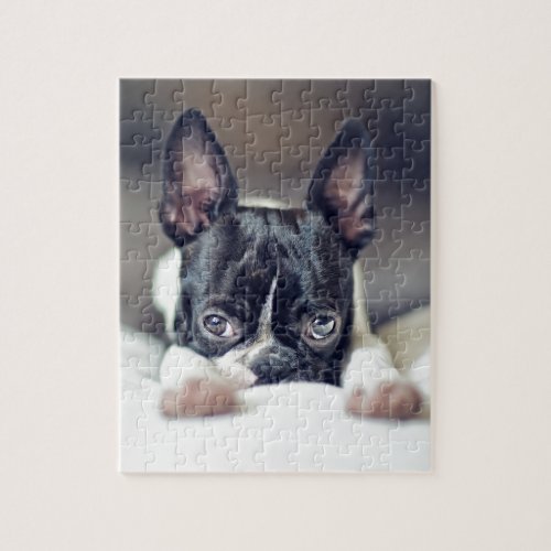 Fina the Boston Terrier Jigsaw Puzzle
