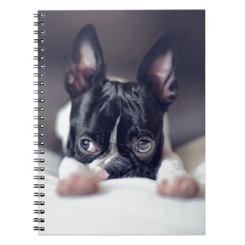 Fina the Boston Terrier Notebook