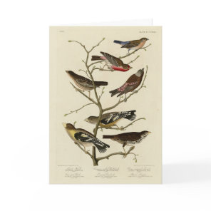 Finch, Bunting, Grosbeak, Audubon Birds of America Card