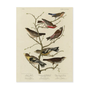 Finch, Bunting, Grosbeak, Audubon Birds of America Postcard