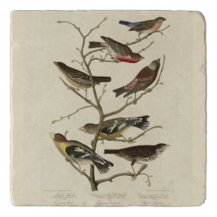 Finch, Bunting, Grosbeak, Audubon Birds of America Trivet