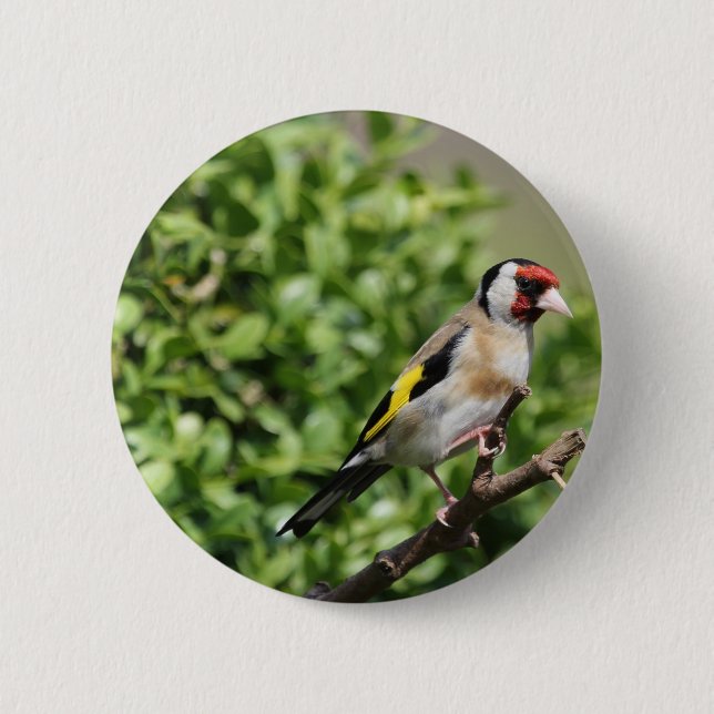 FInch Button (Front)
