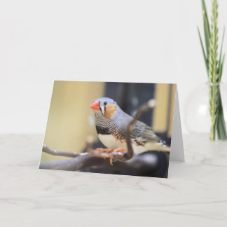 Finch Card