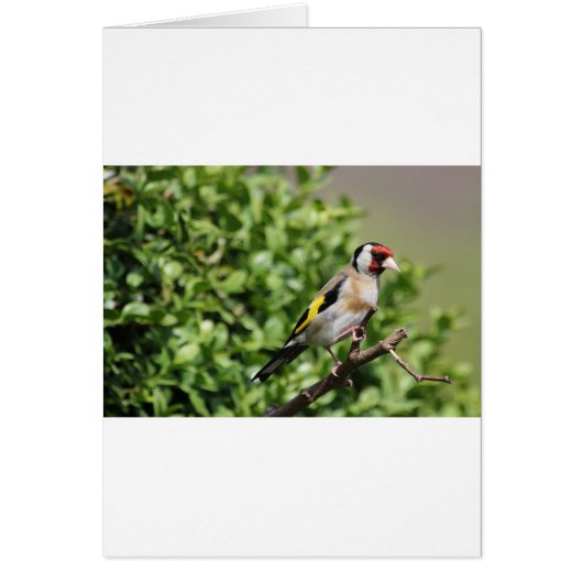 FInch Cards (Front)