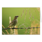 Finch eating seeds of a wild grass (Front Horizontal)