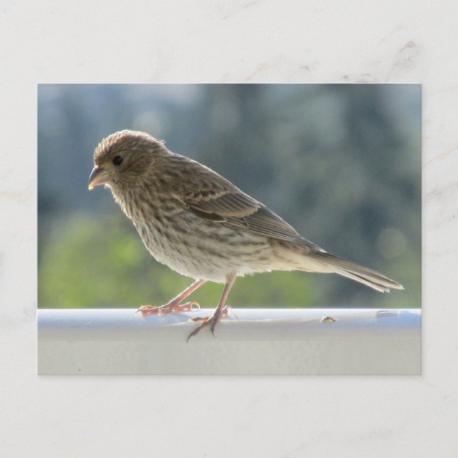Finch in the Morning Sun. Postcard (Front)
