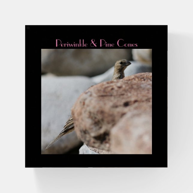 Finch part I hiding behind rock. Paperweight (Front)