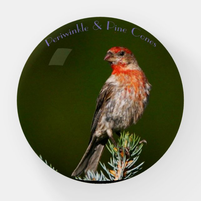 Finch proudly standing on blue spruce bush. paperweight (Front)