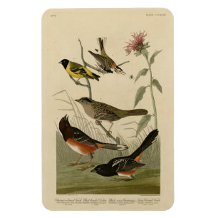 Finch, Towhee, Sparrow, Audubon's Birds of America Magnet