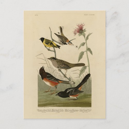 Finch Towhee Sparrow Audubons Birds of America Postcard