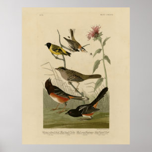 Finch, Towhee, Sparrow, Audubon's Birds of America Poster