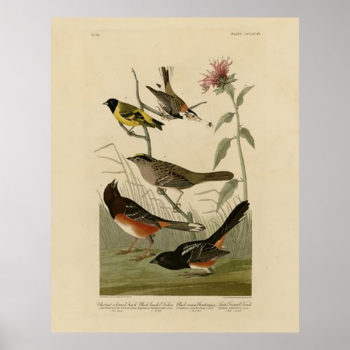 Finch Towhee Sparrow Audubons Birds of America Poster