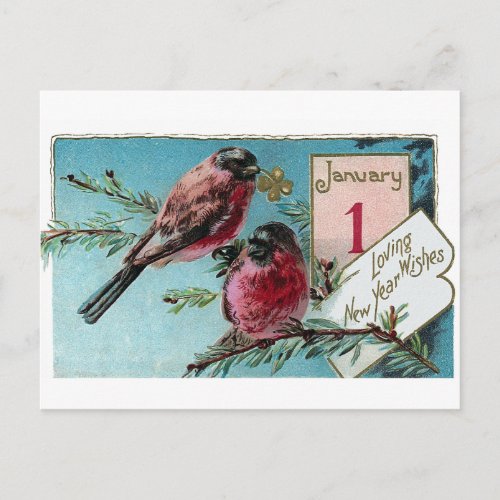 Finches on Pine Tree Vintage New Year Holiday Postcard