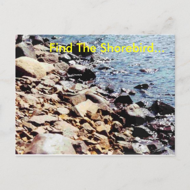 Find The Shorebird... Postcard (Front)