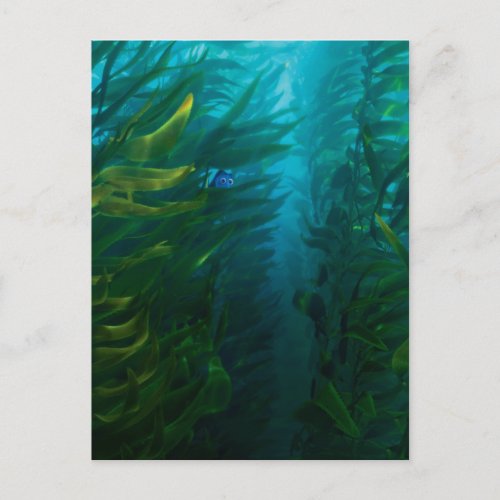 Finding Dory  Hide and Seek _ Sea Kelp Postcard