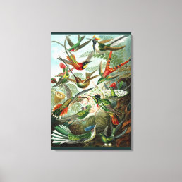 Fine Art Hummingbird - Art Forms of Nature Canvas Print