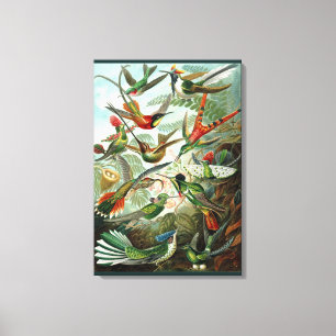 Fine Art Hummingbird - Art Forms of Nature Canvas Print