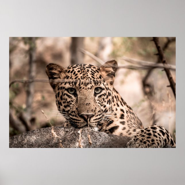 Fine art image of male leopard or panther portrait poster (Front)