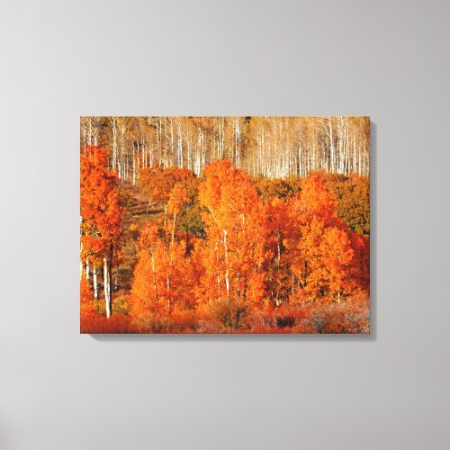 Fine Art Orange Aspen Autumn Fall Canvas Art Print