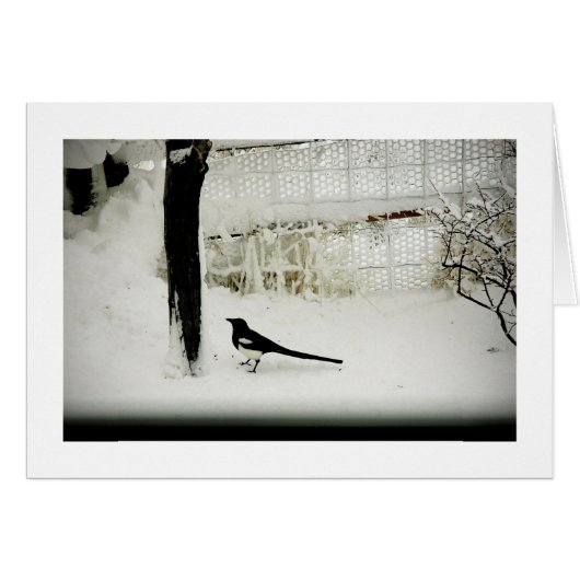 Fine-art Photo magpie in snow by tree (Front Horizontal)